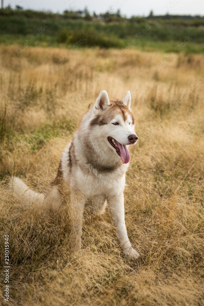 Profile portrait of free and prideful siberian husky dog with brown eyes sitting in the grass at sunset Profile portrait of free and prideful siberian husky dog with brown eyes sitting in the grass at sunset
