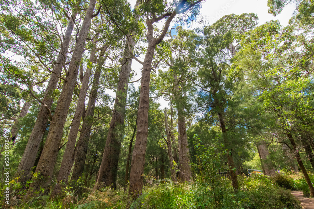 Valley of the Giants Tree Top Walk, Tingledale, Western Australia Valley of the Giants Tree Top Walk, Tingledale, Western Australia