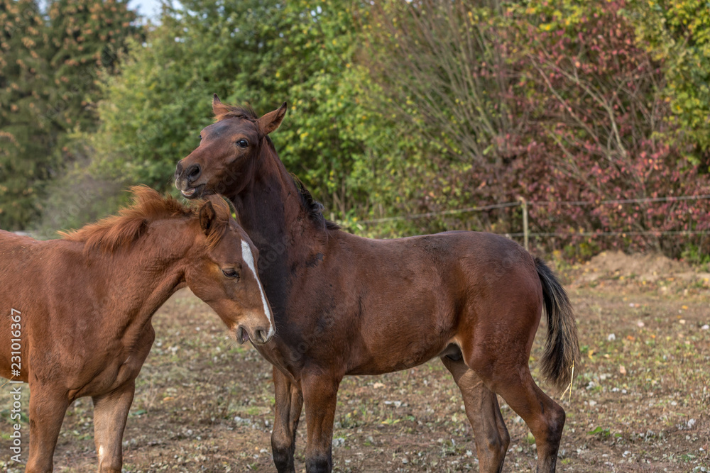 raufende Hengstfohlem im Herbst 6