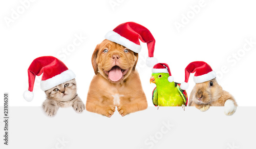 Group of pets in red christmas hats peeking over empty white board. isolated on white background. Space for text