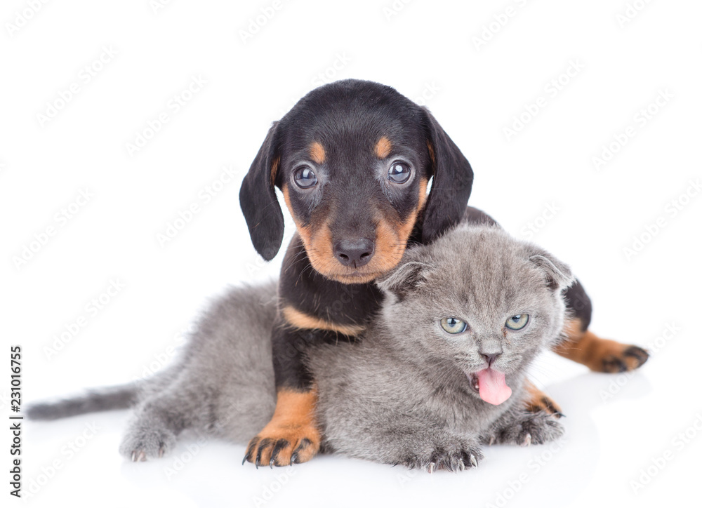 Cute dachshund puppy embracing yawning kitten. Isolated on white background Cute dachshund puppy embracing yawning kitten. Isolated on white background