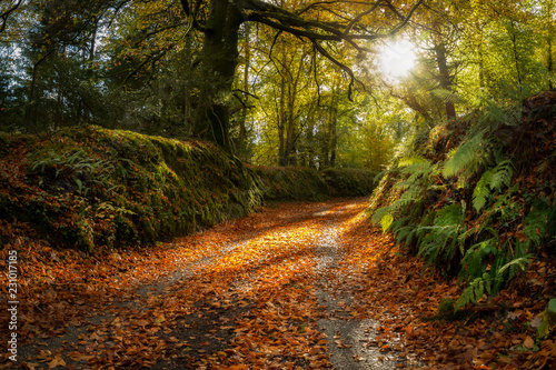 Autumn lane with leaves on the ground and sunshine beaming through trees, Cornwall, UK