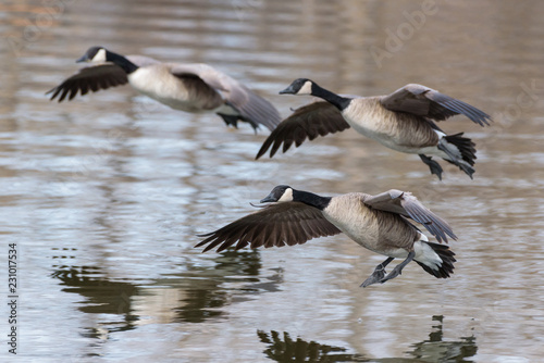 Flight of Canada Geese Landing in a Lake