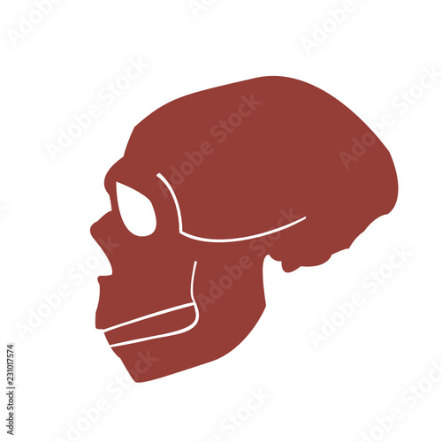 Neanderthal Skull