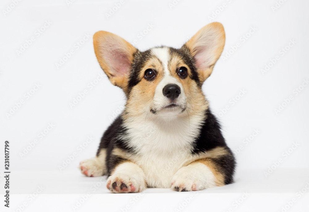 Welsh Corgi puppy looks