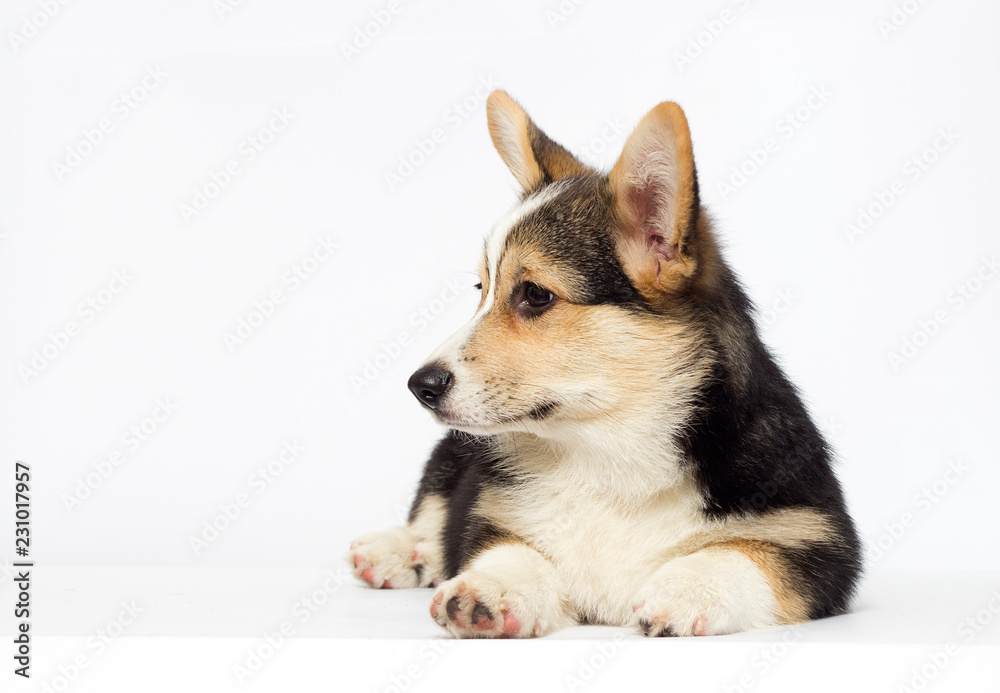 Welsh Corgi puppy looks Welsh Corgi puppy looks