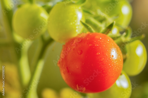 the tomato on the branch ripens