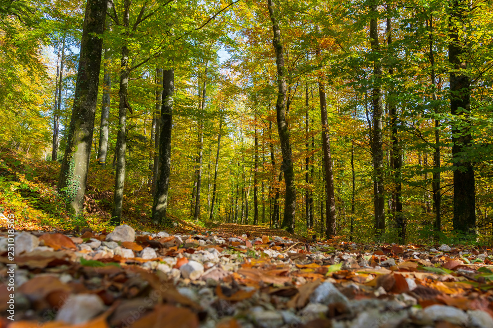 Weg im Herbstwald mit satten Farben Weg im Herbstwald mit satten Farben
