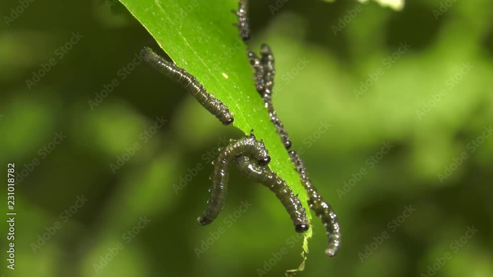 Caterpillars of birch leafminer on birch leaf. Caterpillars of birch leafminer on birch leaf.