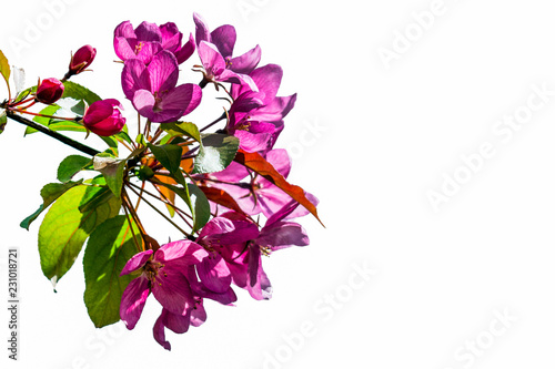 spring flowers on a white background