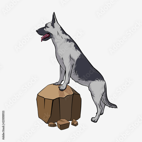 The German Shepherd stands on the rock