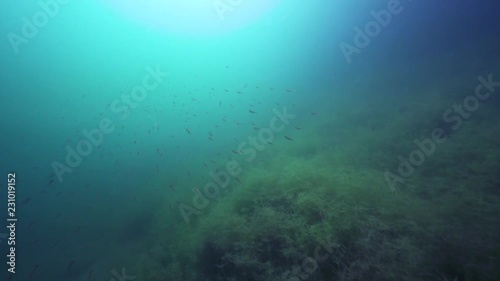 Wallpaper Mural Barsche 2 Torontodigital.ca