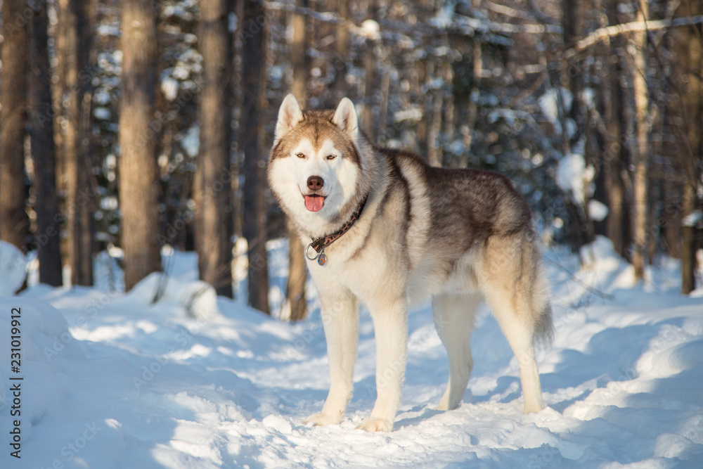 Portrait of Siberian Husky looks like a wolf in the winter forest. Husky dog is standing on the snow at sunset.