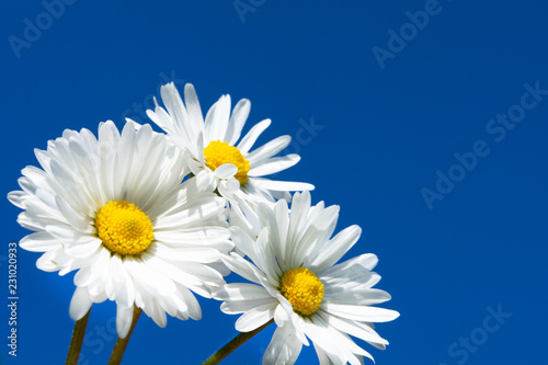 daisies on the sky background