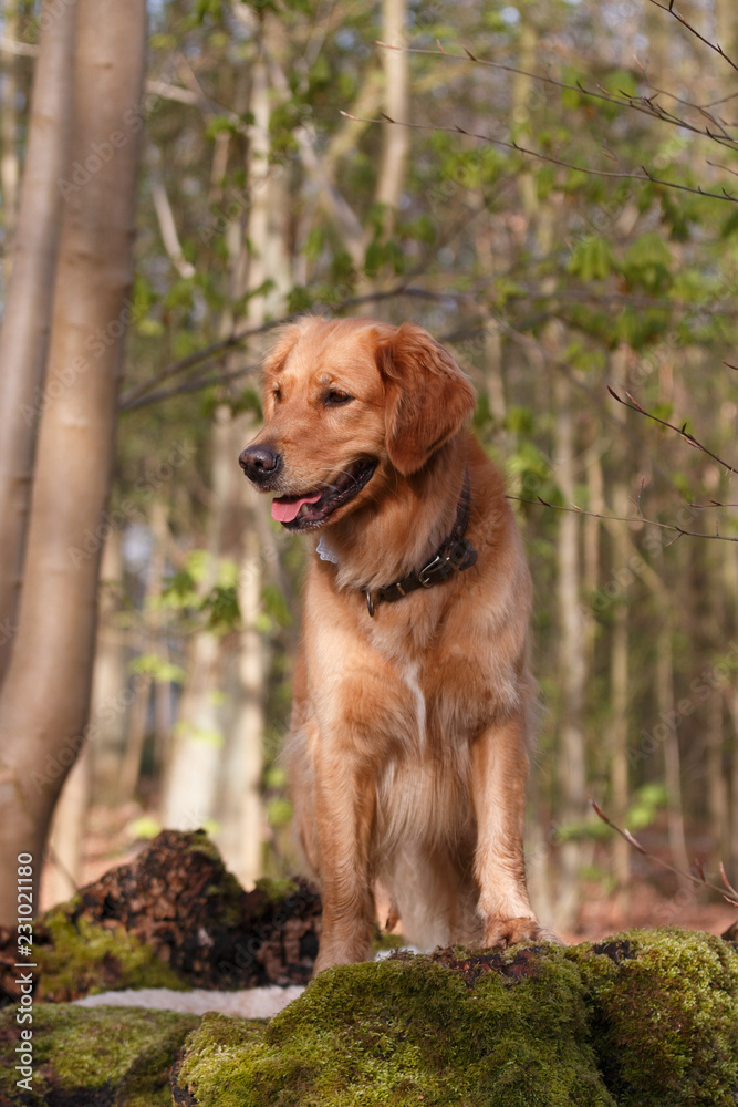 Goldenretreiver poierend auf einem Baumstumpf im Wald Goldenretreiver poierend auf einem Baumstumpf im Wald