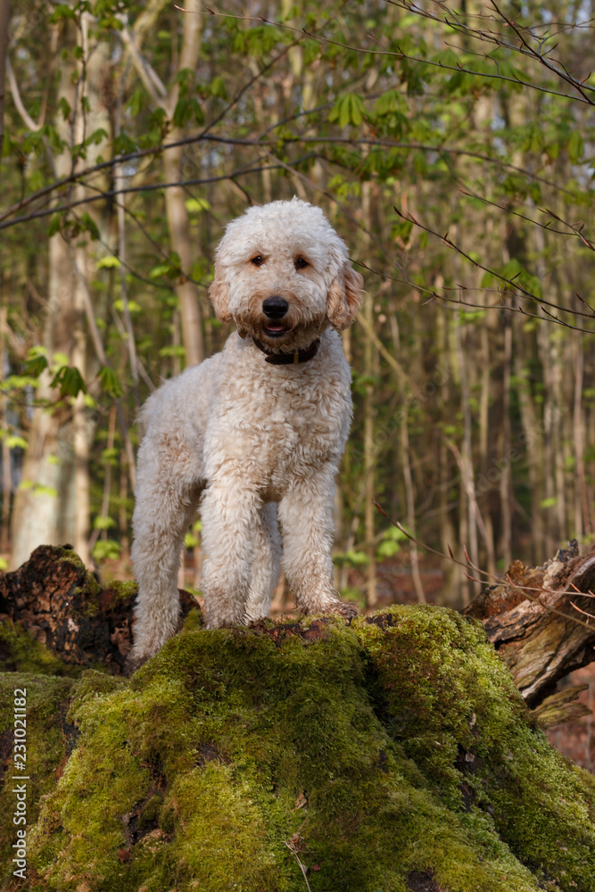 Goldendoodle Hund  poierend auf einem Baumstumpf im Wald