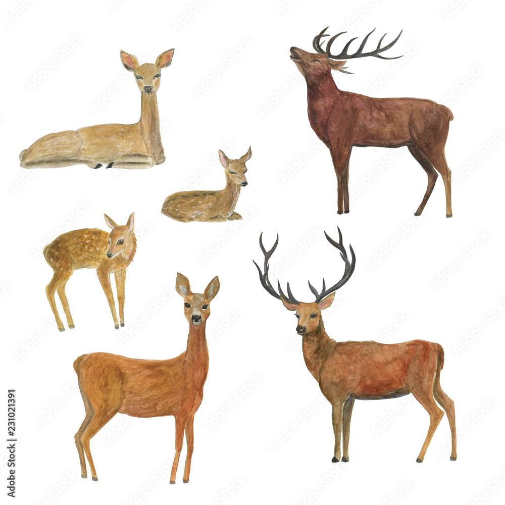 Obraz premium Akwarela malarstwo jelenie rodziny