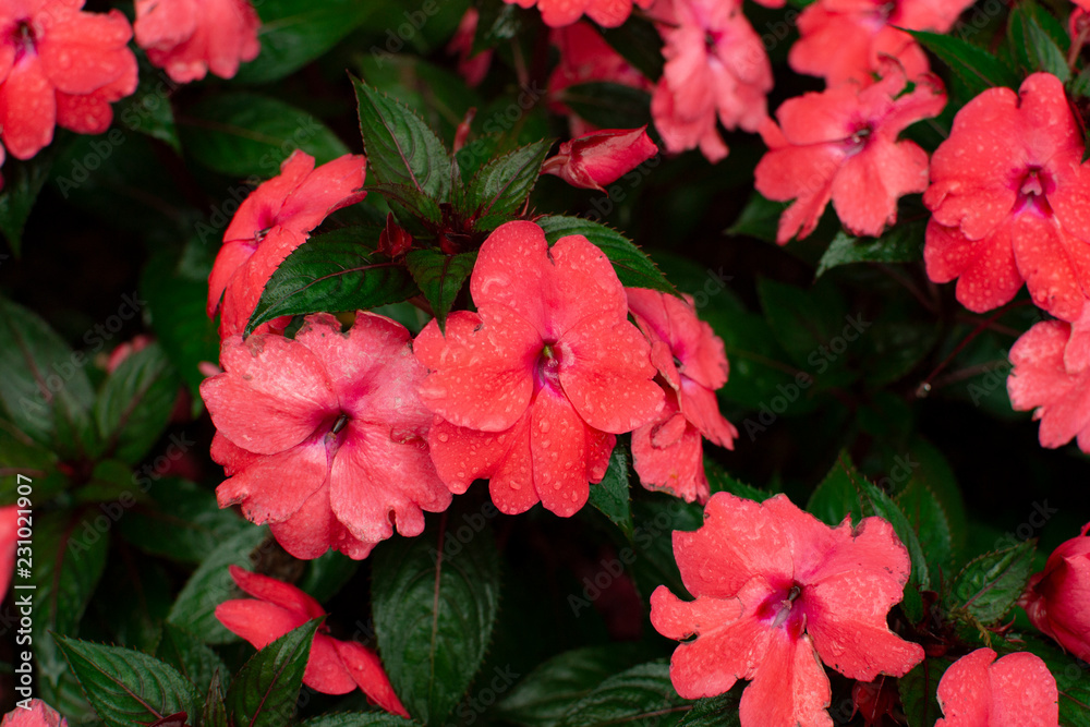 Red flower close up Red flower close up