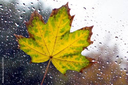 yellow leaf on the car glass
