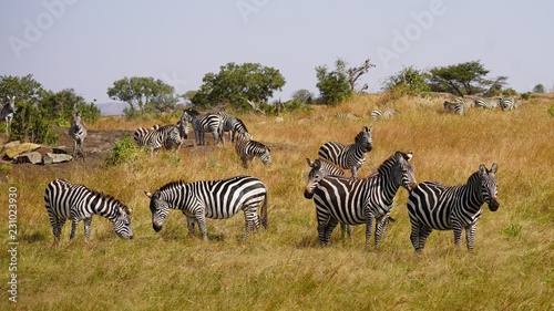 Groupe de z  bres  Serengeti Park  Tanzanie