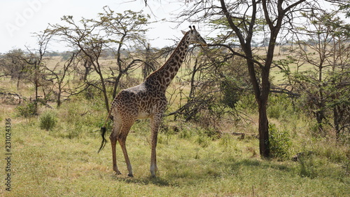 Girage  Serengeti park  Tanzanie
