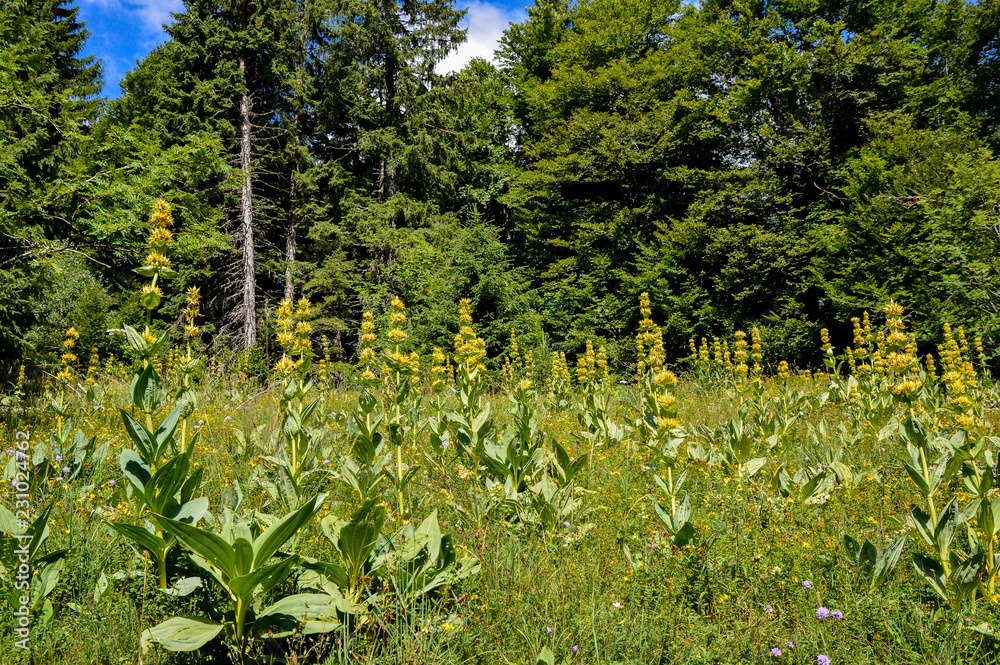 Φωτογραφία Great yellow gentian in Jura mountain, meet during a hike, France