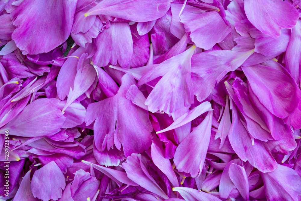 petals of peonies background petals of peonies background