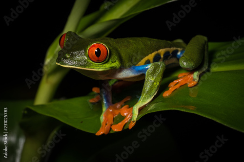 Red-eyed Tree Frog in The Arenal Rainforest, Costa Rica