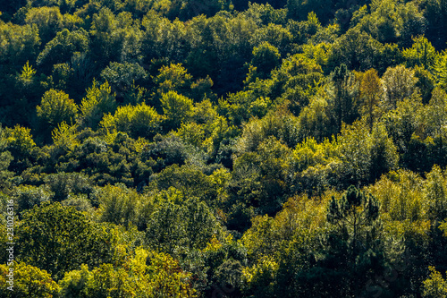 forêt en automne  © Anthony Anquetil