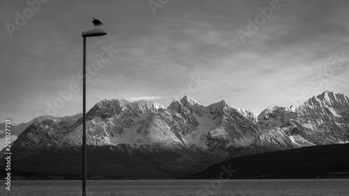 Panoramic view of Lyngen Alps with high snowy peaks and seagull sitting on a lamp, Oldervik, Norway photo