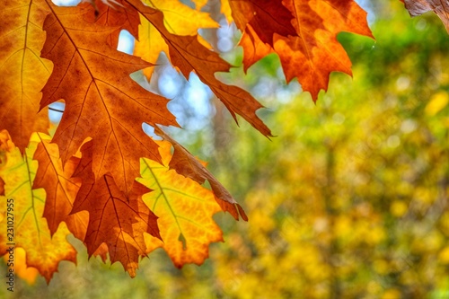 Farben der Erde. Eiche im Herbst. Franken.