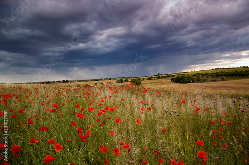 campo de amapolas