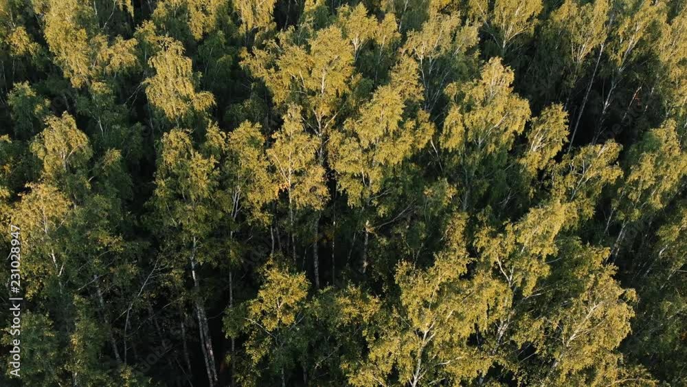 Drone flying forward above beautiful green forest. Aerial 4K flyover topview shot of summer treetops.