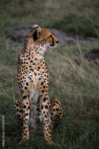 Cheetah Portarit