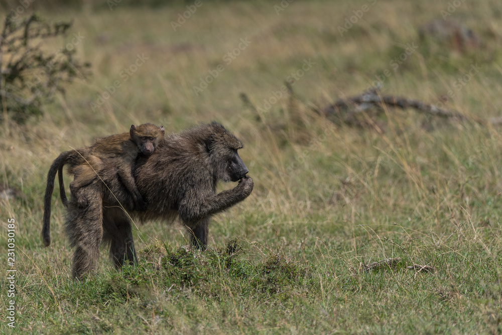 Baboon and baby Baboon and baby