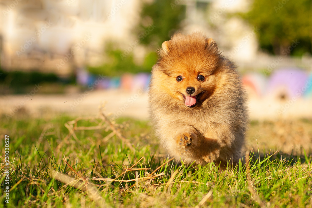 Portrait of a Cute pomeranian spitz. In motion Portrait of a Cute pomeranian spitz. In motion