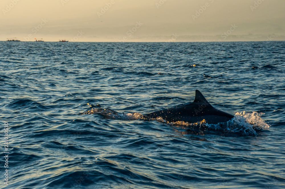 Fototapeta premium Dolphins in Bali