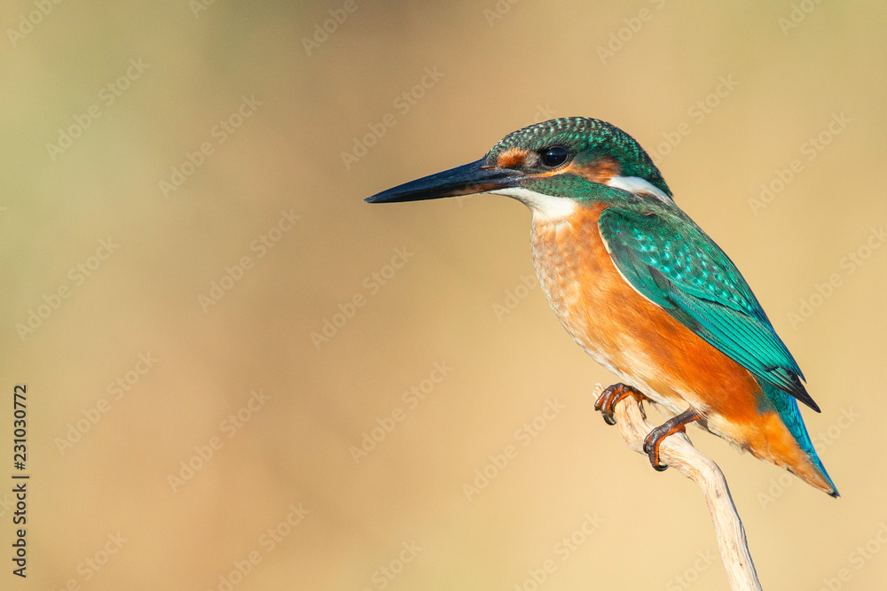 Vivid birds - Common Kingfisher (Alcedo atthis) sitting on a stick Vivid birds - Common Kingfisher (Alcedo atthis) sitting on a stick