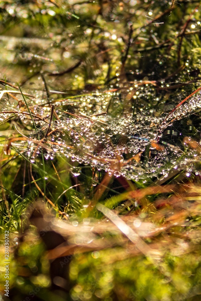 Obraz premium Wassertropfen im Spinnennetz