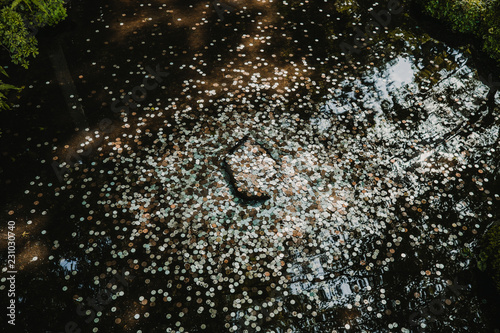 .Lots of coins in a small pond located in a temples and garden of Kyoto in Japan. Japanese culture. Travel photography