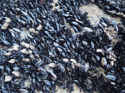 Mussels Portuguese coast
