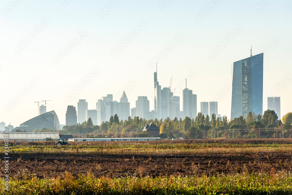 Ackerbau in Frankfurt Oberrad mit Skyline und der Europäischen Zentralbank im Hintergrund