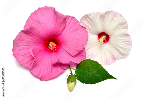 Two pink hibiscus flower with bud and leaf isolated on white background. Flat lay, top view