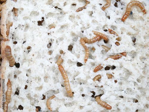 Feed worm for feed bird and fish background.