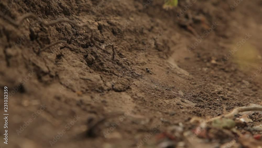 The Ants Who Prepare For Winter In The Fall The Ants Who Prepare For Winter In The Fall