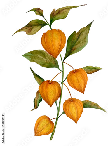 Watercolor with a branch of physalis or orange "Chinese lantern". Watercolor made by hand, isolated on white background.