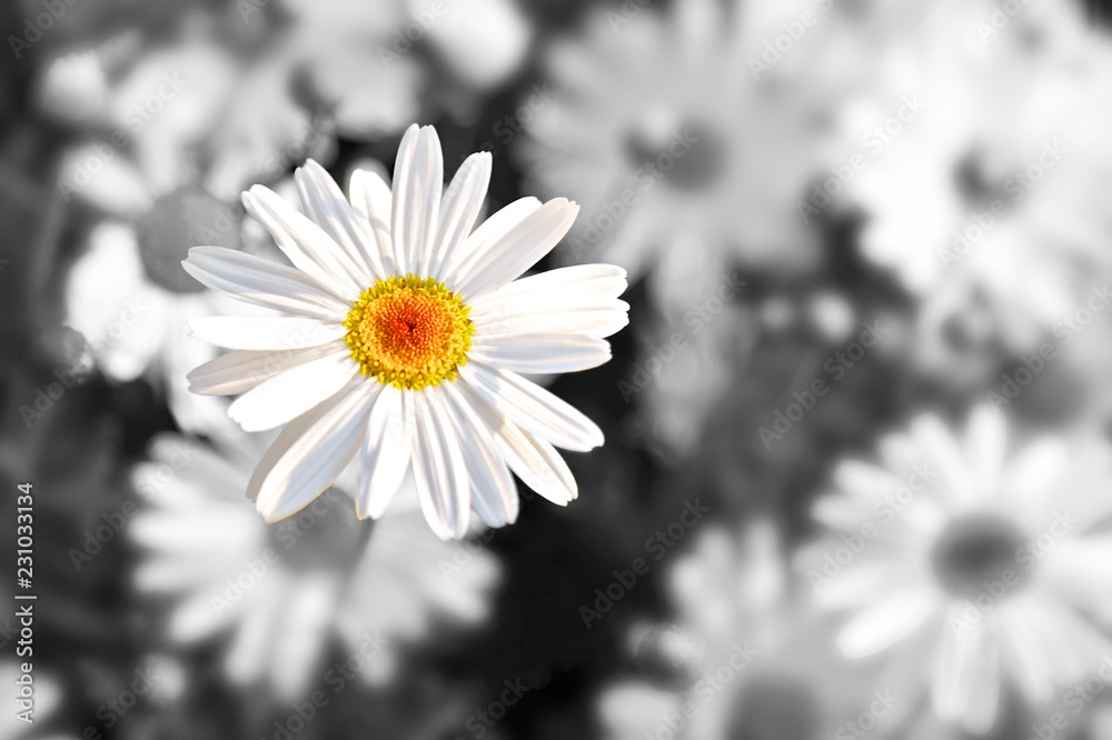 Lonely and lost, daisy