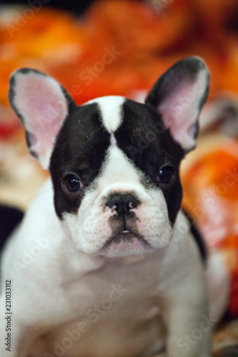 funny french bulldog puppy 