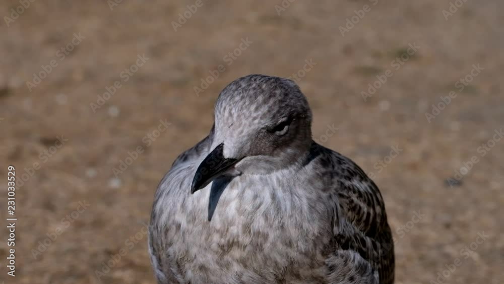 Silbermöwe - Larus argentatus - Jungtier in einer Detailaufnahme - in slow motion Silbermöwe - Larus argentatus - Jungtier in einer Detailaufnahme - in slow motion