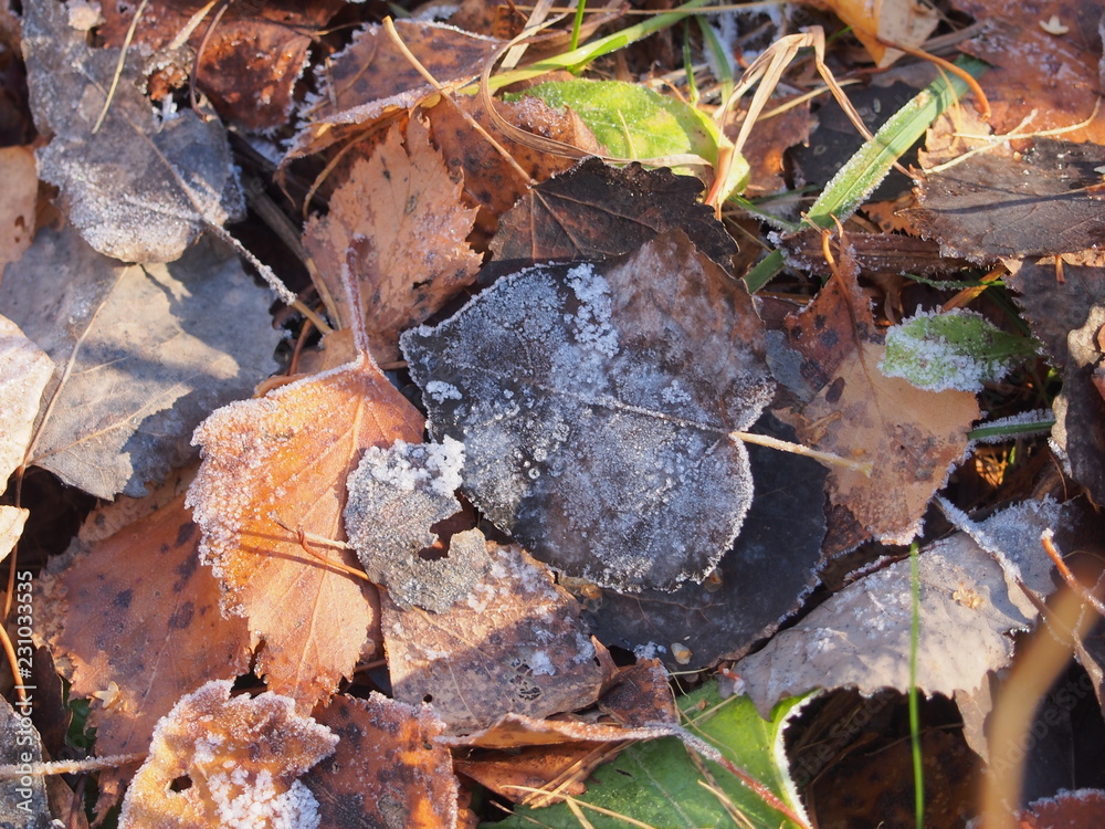 Autumn brown fallen leaves are covered with crystals of frost. Autumn brown fallen leaves are covered with crystals of frost.